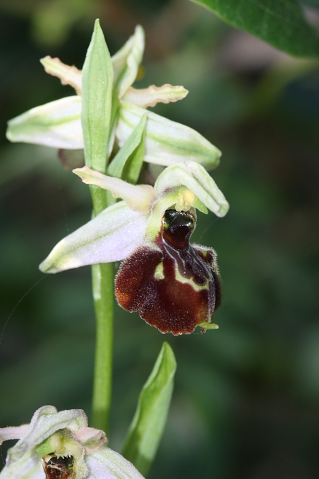 ophrys dalla maremma